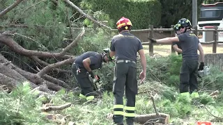 Large pine tree branch falls onto SR69 in Pratantico. "It could have been a tragedy"