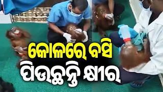 Nandankanan: Baby Orangutans Fed Boiled Apples, Potatoes and Cerelac at Two-Hour Intervals