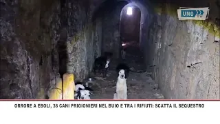 SRV EBOLI PRISONER DOGS