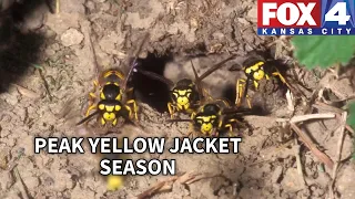 Peak yellow jacket season: Why experts warn against removing nests yourself