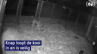 Saarlooswolfhond Knap na dagenlange zoektocht weer veilig