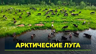 Yamal cows head out to summer pasture