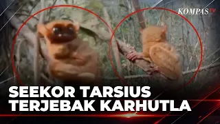 Rare Tarsier Trapped in Central Bangka Forest Fire | BERUT