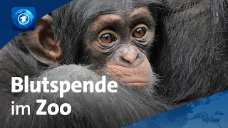 Nach der Hitzewelle: Dramatischer Mangel an Blutspenden