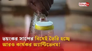 ভয়ংকর সাপের বিষেই তৈরি হচ্ছে আরও কার্যকর অ্যান্টিভেনম! Bijoy TV