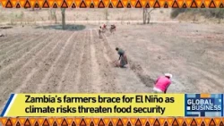 Zambia’s farmers brace for El Niño as climate risks threaten food security