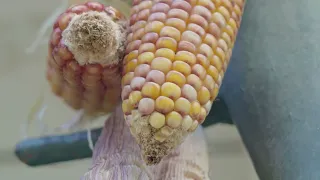 How to farm without using toxic products in El Carmen de Viboral | The Countryside according to Tano
