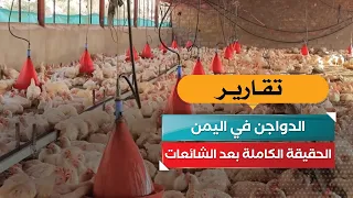 Poultry in Yemen: The Full Truth Behind the Rumors