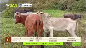 Tu vitrina ganadera - TvAgro por Juan Gonzalo Angel