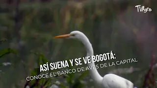 This Is How Bogotá Sounds and Looks: Get to Know the Capital's Bird Bank - TvAgro by Juan Gonzalo...