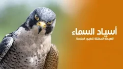 Masters of the Sky: The Secrets of the Ultimate Dominance of Birds of Prey