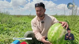 It’s harvest season in the village of Kyzylagash, Aksu District: the local melon fields are in fu...