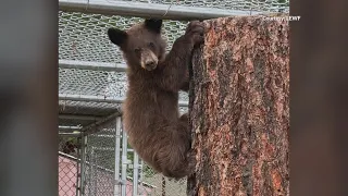 15 rescued bear cubs keep NM non-profit busy, spending $1,000+ weekly to feed them