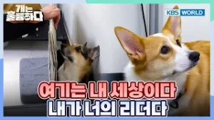 Money and Manja Are Anxious? [Dogs Are Incredible:Ep.12-6] | KBS WORLD TV 260203