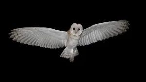 Fotógrafo famalicense destacado na National Geografic