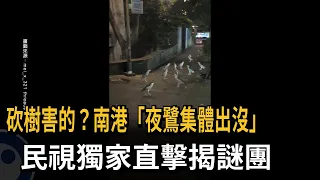 Blame it on the tree clearing? Nangang "Black-crowned Night Heron gathering" caught on exclusive ...