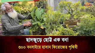 A Rooftop Bonsai Kingdom Crafted Over Four Decades: Hasan Firoj’s Botanical Art | Bangla TV