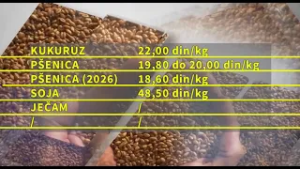 Pšenica preuzela primat na Produktnoj berzi (pšenica)