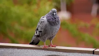 $218 Fine: Pigeon Feeding Ban in Linz