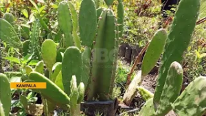 42% of Medicinal Plants Unprotected | National Wildlife Conservation Conference 2026