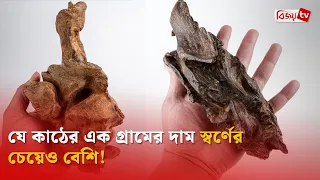 যে কাঠের এক গ্রামের দাম স্বর্ণের চেয়েও বেশি! Bijoy TV