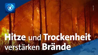Waldbrände in Spanien: Klimawandel verstärkt die Gefahr