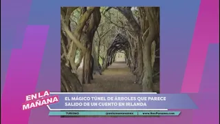 The Magical Tree Tunnel in Ireland That Looks Like a Fairytale 🇮🇪 | Air Europa - En La Mañana