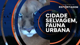 Wild City, Urban Wildlife | Caminhos da Reportagem