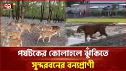 সুন্দরবনে পর্যটন বাড়ছে, চাপে পড়ছে বন্যপ্রাণীর আবাস | Sundarbans | Tourism | Ekattor TV
