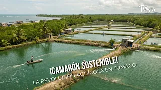 Sustainable Shrimp! The Aquaculture Revolution in Tumaco 🦐🌊- TvAgro by Juan Gonzalo Angel