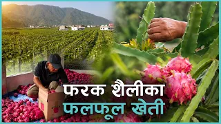 कम मेहनतमै मनग्ये आम्दानी, के हो यस्तो खेती ? | Kantipur Samachar