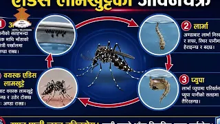 विश्व लामखुट्टे दिवस, लामखुट्टेबाट बच्नका लागि जनचेतना अभिवृद्धि गर्ने उदेश्य || NEPAL TELEVISION