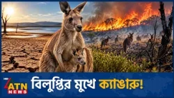 জলবায়ুর আঘাতে বিপন্ন ক্যাঙারু | Climate | Kangaroo | Australia | Wildlife | Conservation | ATN News