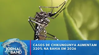 Chikungunya cases increase by 320% in Bahia in 2026 | Jornal da Band