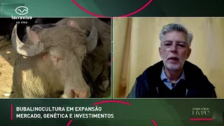 Bubalinocultura em expansão: mercado, genética e investimentos