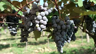 Drought Vintage: Heat Improves Wine Quality