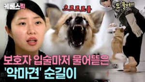 전형적인 ‘강약약강’?만만해 보이면 늑대로 돌변하는 순길이 #개는훌륭하다 ㅣ KBS 260223 방송