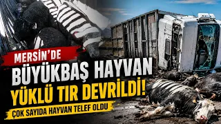 Truck carrying cattle overturns in Mersin... Many animals killed @Kanal33mersin