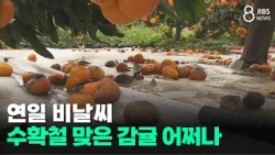 Rainy weather continues... what to do about tangerines during harvest season/JIBS/Jeju/10.26.2026