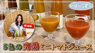 Ibaraki Picks: "5-Color Ripe Cherry Tomato Juice (Joso City)" [Starring: Yui Yokoyama]