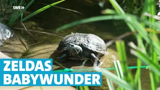 Schildkröte Zelda überrascht ihre Familie mit Nachwuchs