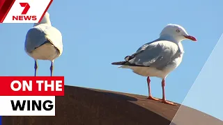Fears of a mass bird flu mortality event in South Australia | 7NEWS