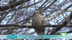 Dove dormono i gufi?