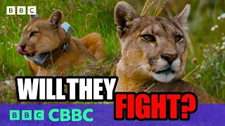 Will These Wild Pumas Fight Over Their Food? | Deadly 60 | CBBC