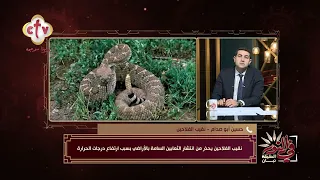 حقيقة انتشار الثعابين السامة بالأراضي الزراعية | في النور