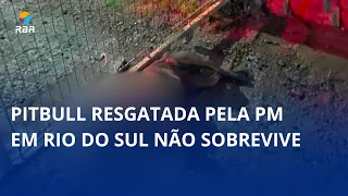 Pitbull rescued by police in Rio do Sul dies