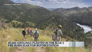 Blue 2 Fire burn scar reforestation planting wraps up for 2026