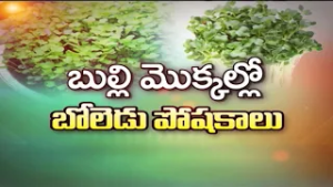 బుల్లి మొక్కల్లో బోలెడు పోషకాలు | About Micro Greens | Sukhibhava | ETV Life