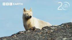 Can This Baby Caribou Outrun An Arctic Wolf? | 20 Years of Planet Earth II | BBC Earth
