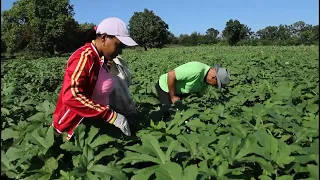 Agricultural workers prepare to celebrate their day
